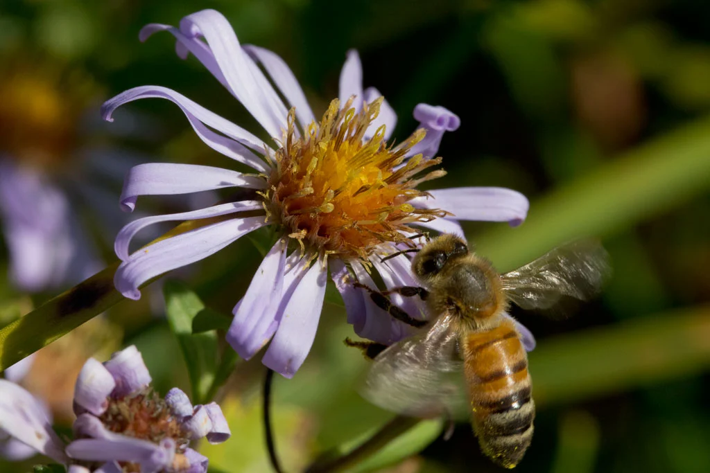 Douglas aster (Symphyotrichum subspicatum)