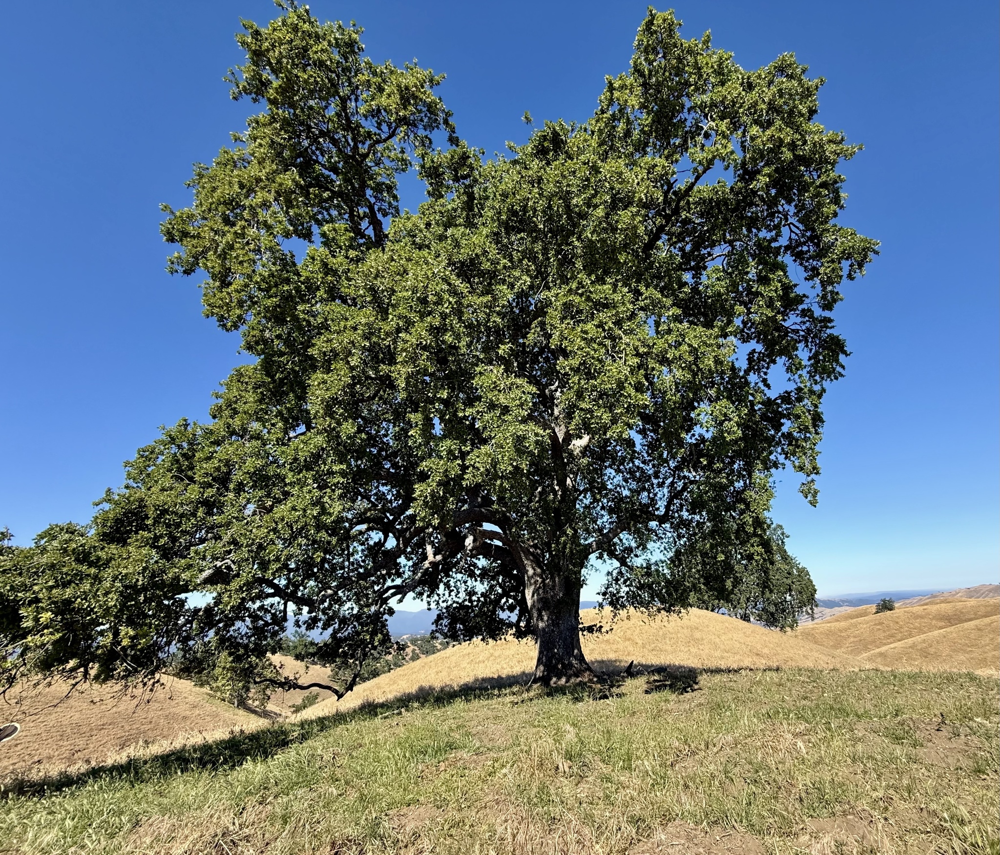 A lone valley oak with a broad, rounded canopy on a grassy California hilltop