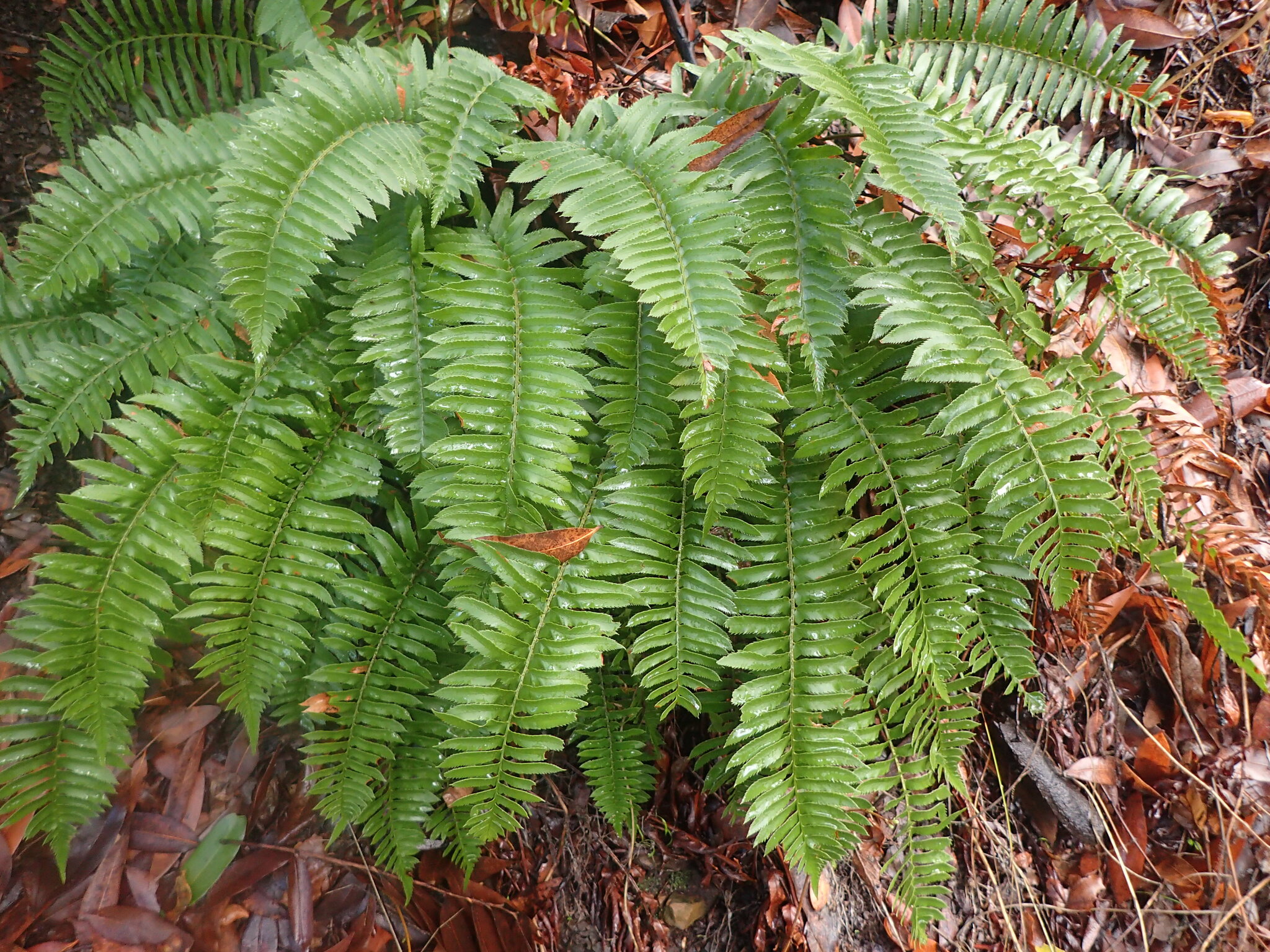 Western sword fern, a fountain of glossy, dark green fronds on the forest floor