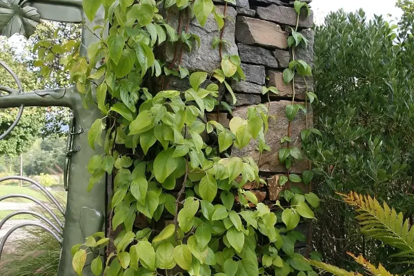 1024px-Decumaria_barbara_2zz