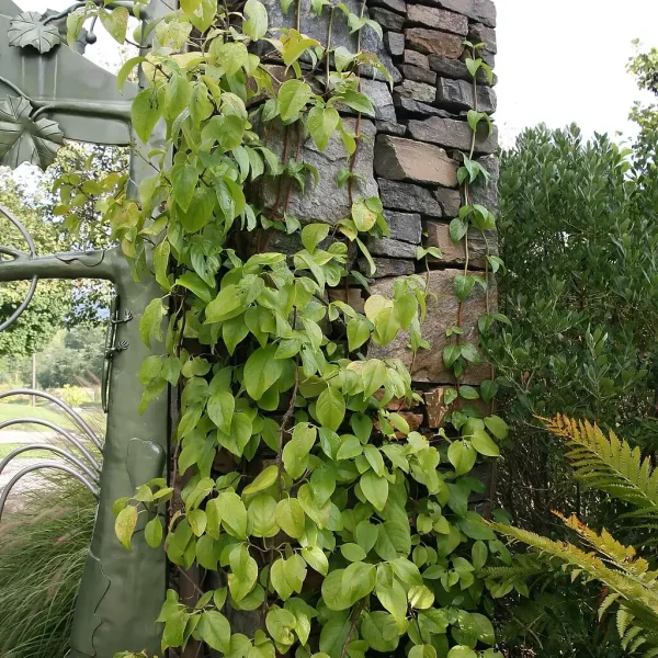 1024px-Decumaria_barbara_2zz