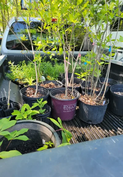 Captain-Avery-truck-with-plants