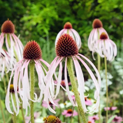 Echinacea-pallida-pale-purple-coneflower-in-bloom