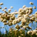 Eriogonum-fasciculatum-California-Buckwheat