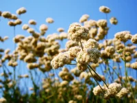 Eriogonum-fasciculatum-California-Buckwheat