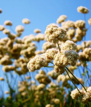 Eriogonum-fasciculatum-California-Buckwheat Eriogonum-fasciculatum-California-Buckwheat