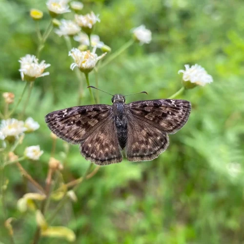 Erynnis-martialis-new-jersey-tea-host-plant