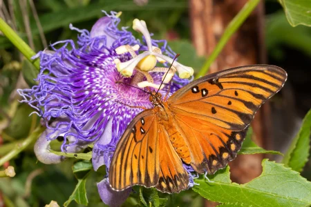 Gulf-Fritillary-on-passion-vine-native-plant