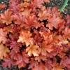 Heuchera 'Peach Flambé' by Acabashi