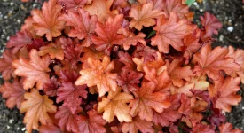 Heuchera 'Peach Flambé' by Acabashi