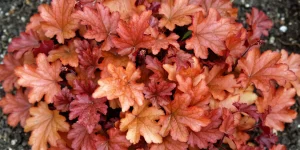 Heuchera 'Peach Flambé' by Acabashi