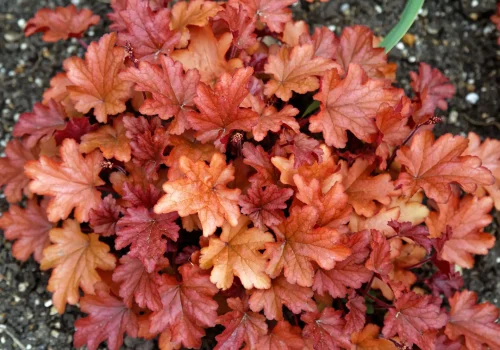 Heuchera 'Peach Flambé' by Acabashi