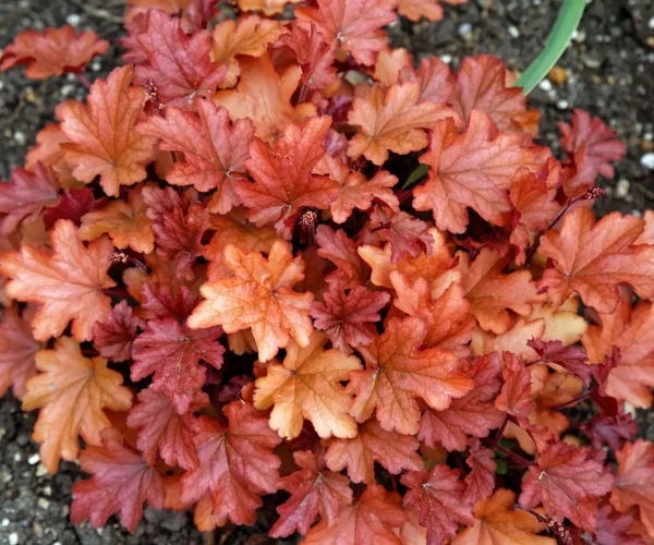 Heuchera 'Peach Flambé' by Acabashi