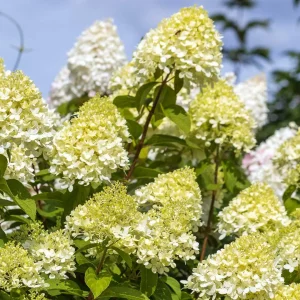 Hydrangea-paniculata-limelight-nonnative-hydrangea