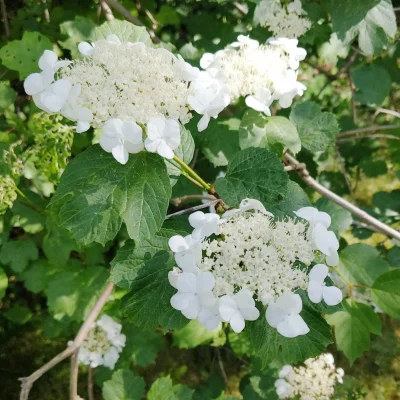 Hydrangea-petiolaris-climbing-hydrangea-nonnative-hydrangea-flowers