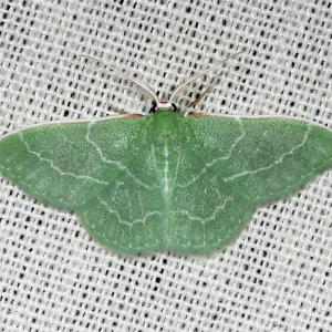 Kaldari_Synchlora_aerata_01