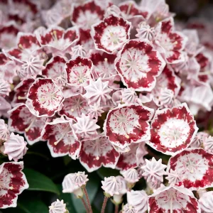 Kalmia-latifolia-Minuet-mountain-laurel-native-plant