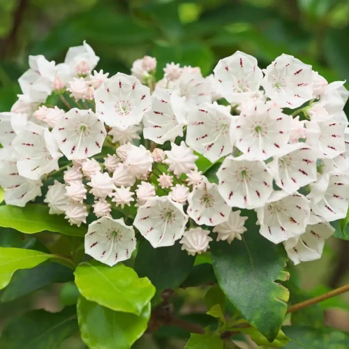 Kalmia-latifolia-native-shrub-in-bloom