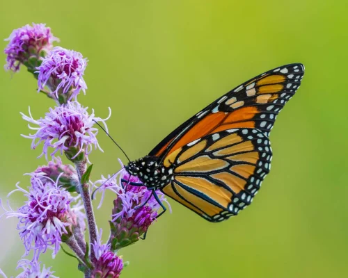 Liatris-ligulistylis-rocky-mountain-blazing-star