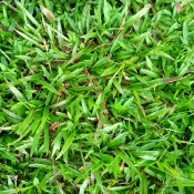 Paspalum conjugatum