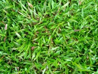 Paspalum conjugatum