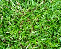 Paspalum conjugatum