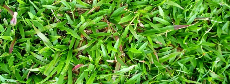 Paspalum conjugatum