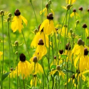 Prairie-Coneflowers-or-mexican-hat-coneflowers-native-plant