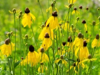 Prairie-Coneflowers-or-mexican-hat-coneflowers-native-plant