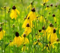 Prairie-Coneflowers-or-mexican-hat-coneflowers-native-plant