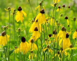 Prairie-Coneflowers-or-mexican-hat-coneflowers-native-plant