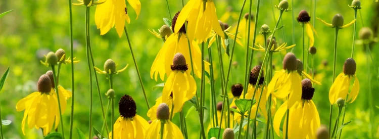 Prairie-Coneflowers-or-mexican-hat-coneflowers-native-plant