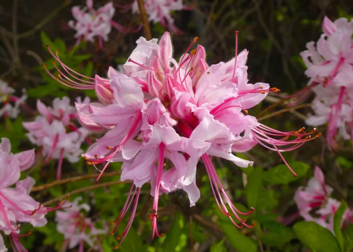Rhododendron-periclymenoides-pinxterbloom-azalea