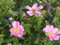 Rosa-virginiana-native-flower