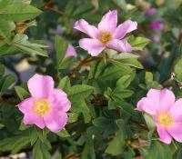 Rosa-virginiana-native-flower
