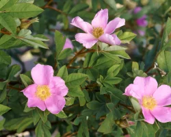 Rosa-virginiana-native-flower