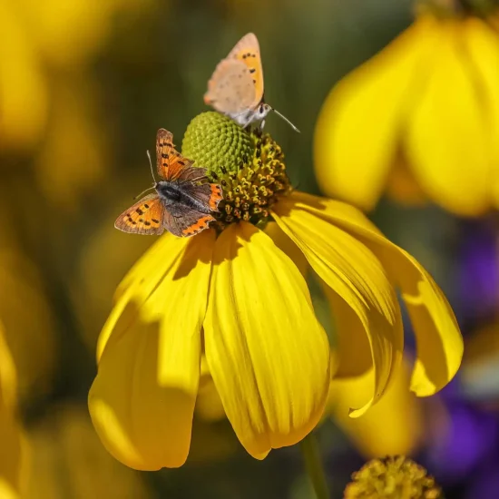 Rudbeckia-laciniata-cutleaf-coneflower-native-flower