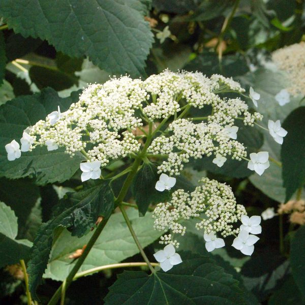 Saxifragaceae_-_Hydrangea_arborescens_subs_radiata-001