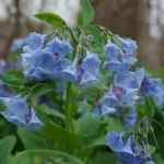 Virginia-bluebells-growing-in-Shenandoah-National-Park