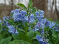 Virginia-bluebells-growing-in-Shenandoah-National-Park