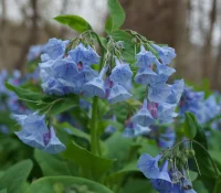 Virginia-bluebells-growing-in-Shenandoah-National-Park