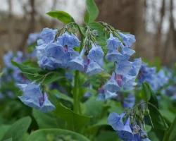Virginia-bluebells-growing-in-Shenandoah-National-Park Virginia-bluebells-growing-in-Shenandoah-National-Park