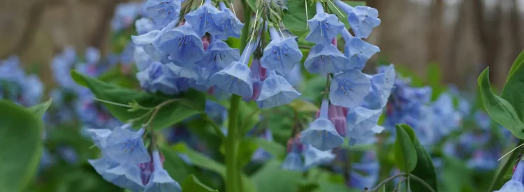 Virginia-bluebells-growing-in-Shenandoah-National-Park