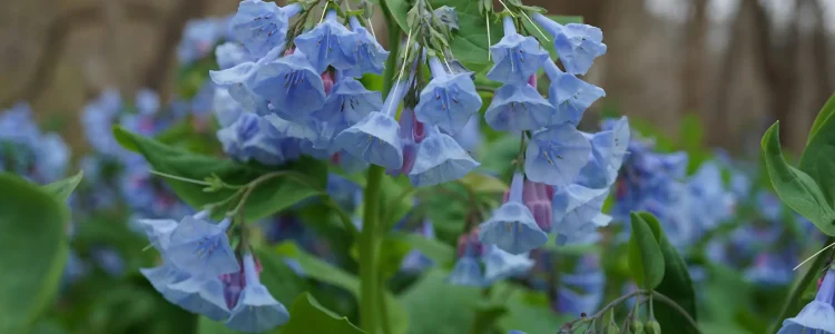 Virginia-bluebells-growing-in-Shenandoah-National-Park