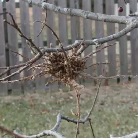 Bird's nest bound with twigs on a bare tree branch in a backyard with a wooden fence behind it.