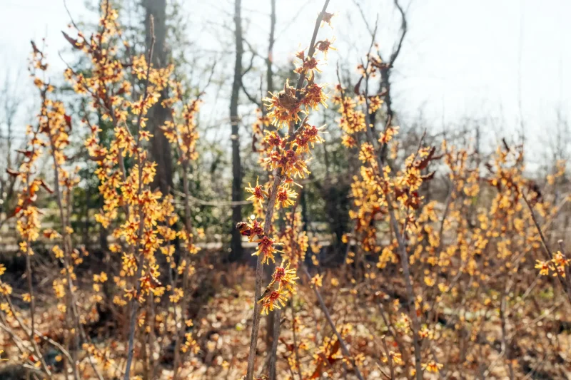 A field of young Spring Witchazels makes a bright wall in January