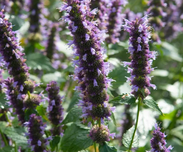 agastache-black-adder-native-plant-cultivar