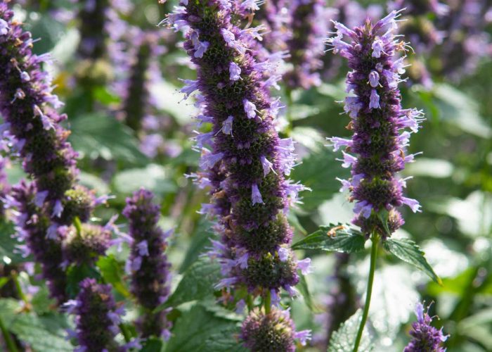 agastache-black-adder-native-plant-cultivar