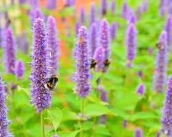 agastache-hummingbird-mint-native-flower-in-bloom #image_title