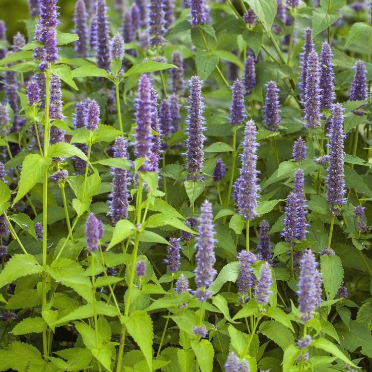 agastache-hummingbird-mint-native-flower